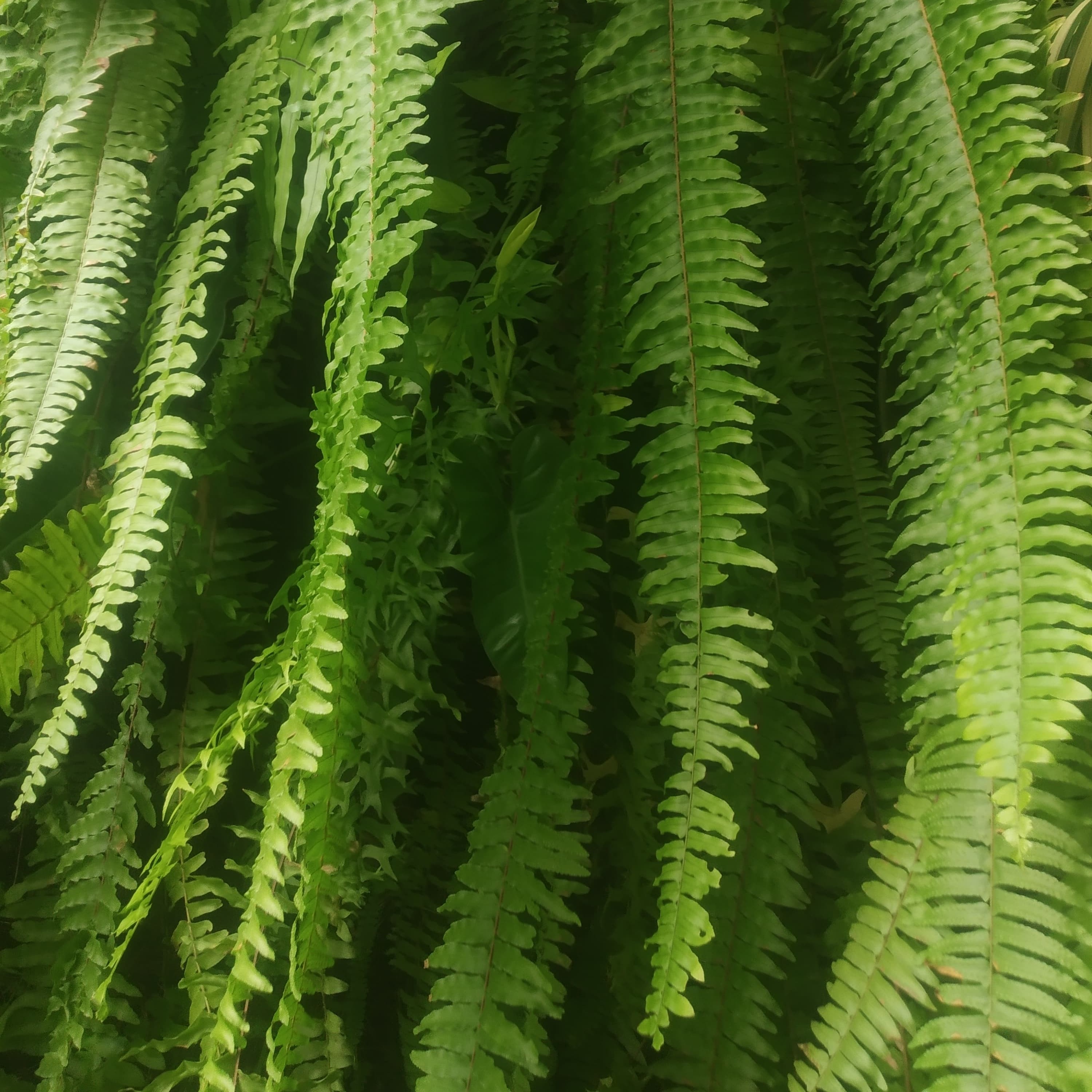 Nephrolepis (Boston Fern)